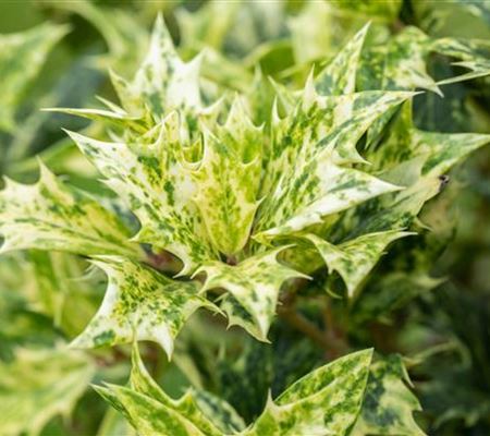 Osmanthus heterophyllus 'Goshiki' Osmanthus heterophyllus 'Goshiki'