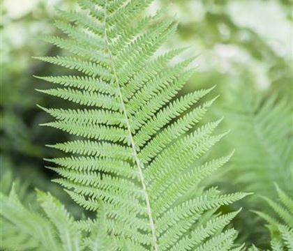 Athyrium filix-femina Athyrium filix-femina