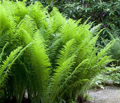 Osmunda cinnamomea Osmunda cinnamomea