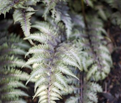 Athyrium niponicum "Metallicum" Athyrium niponicum "Metallicum"