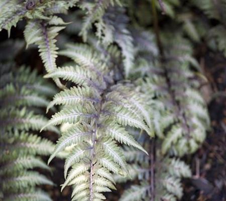 Athyrium niponicum "Metallicum" Athyrium niponicum "Metallicum"