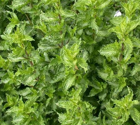 Mentha spicata 'Crispa' Mentha spicata 'Crispa'