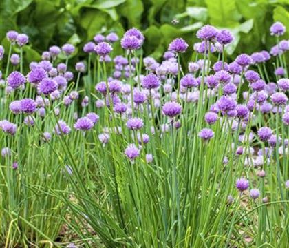 Allium schoenoprasum Allium schoenoprasum