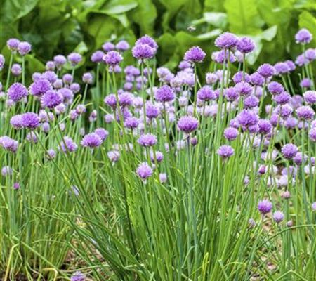 Allium schoenoprasum Allium schoenoprasum