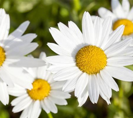 Leucanthemum vulgare