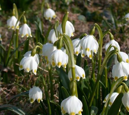 Leucojum vernum