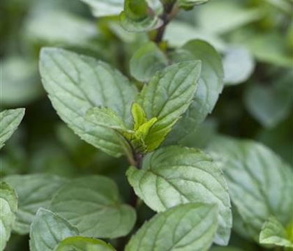 Mentha piperita (x) 'Chocolate'