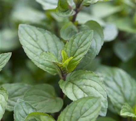 Mentha piperita (x) 'Chocolate' Mentha piperita (x) 'Chocolate'