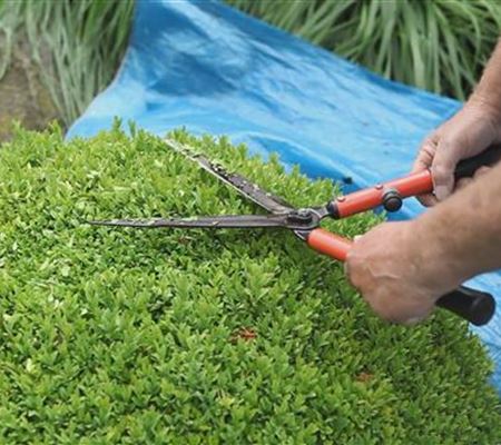 Buchsbaum - Zurückschneiden Buchsbaum - Zurückschneiden