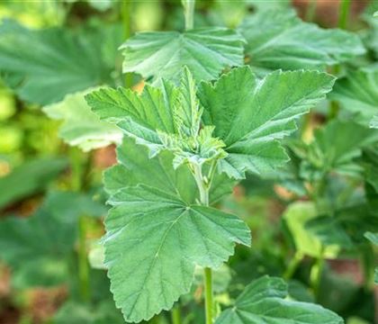Althaea officinalis Althaea officinalis