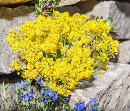 Alyssum montanum 'Berggold'