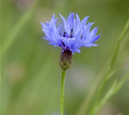 Centaurea cyanus Centaurea cyanus