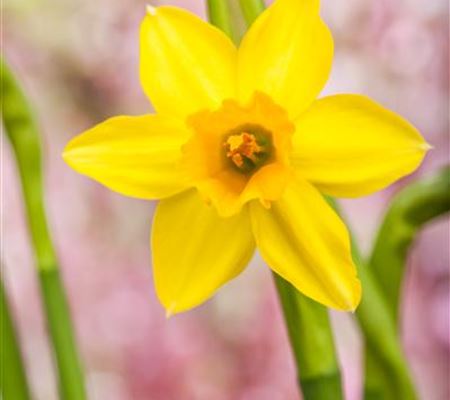 Narzissen – Frühling im Garten