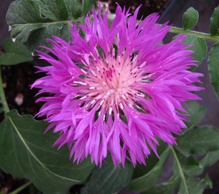 Centaurea dealbata Centaurea dealbata
