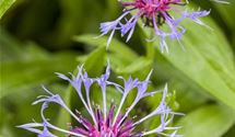 Bergflockenblume