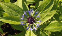 Bergflockenblume