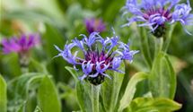 Bergflockenblume