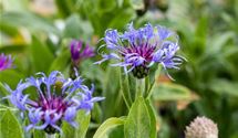 Bergflockenblume