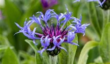 Bergflockenblume