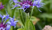 Bergflockenblume