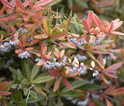 Berberis julianae Berberis julianae