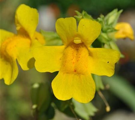 Mimulus luteus