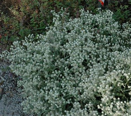 Anaphalis triplinervis 'Sommerschnee'