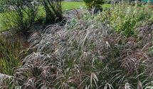 Eulalie, Chinaschilf