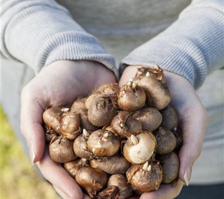 Keine Angst im Dunkeln – Blumenzwiebeln überwintern Keine Angst im Dunkeln – Blumenzwiebeln überwintern