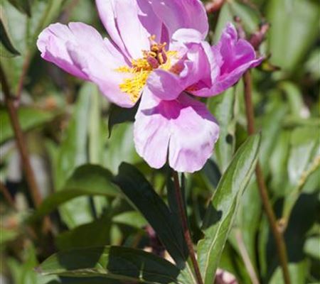 Paeonia officinalis