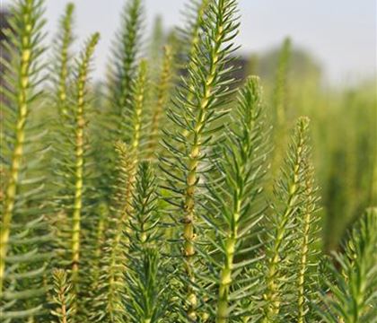 Hippuris vulgaris Hippuris vulgaris