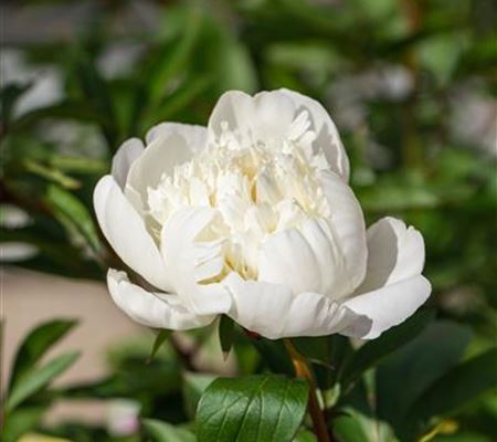 Paeonia officinalis 'Alba Plena'