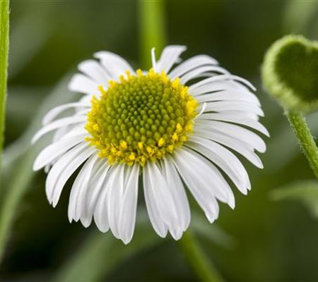 Erigeron karvinskianus Erigeron karvinskianus