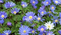 Strahlenanemone