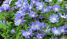 Strahlenanemone