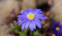 Strahlenanemone