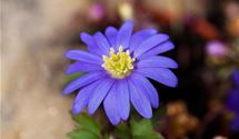 Strahlenanemone