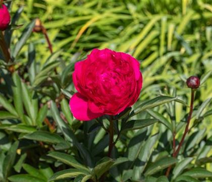 Paeonia officinalis 'Rubra Plena'