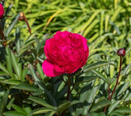 Paeonia officinalis 'Rubra Plena'