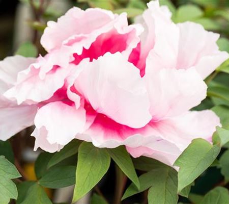 Paeonia suffruticosa rosa