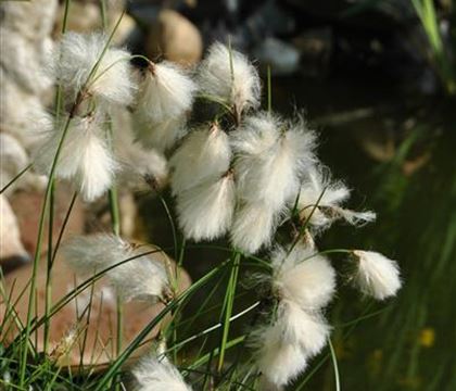 Eriophorum angustifolium Eriophorum angustifolium