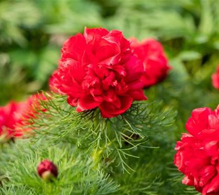 Paeonia tenuifolia 'Plena' Paeonia tenuifolia 'Plena'