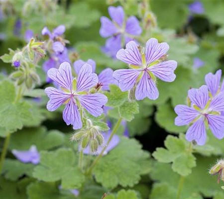 Geranium renardii