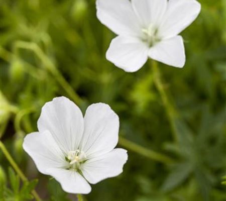 Geranium sanguineum 'Album'