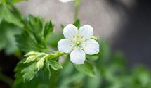 Blutroter Storchschnabel