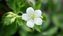 Blutroter Storchschnabel