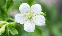 Blutroter Storchschnabel