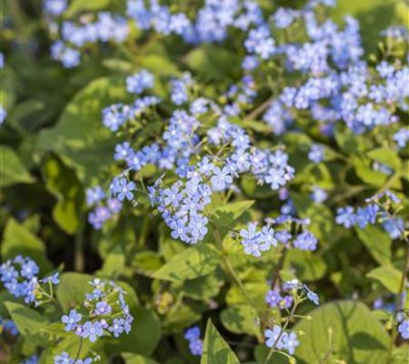 Brunnera macrophylla