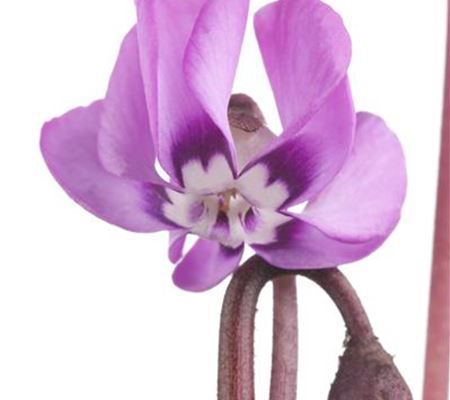 Cyclamen coum Cyclamen coum