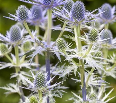 Eryngium x zabelii 'Big Blue' Eryngium x zabelii 'Big Blue'